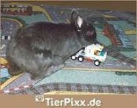Profi spieler